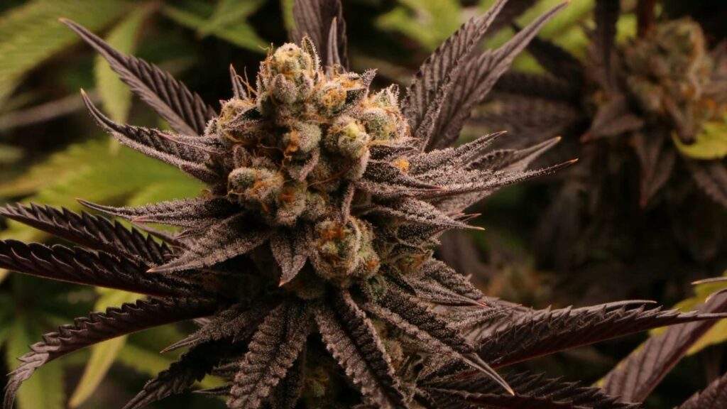 frosted flakes strain genetics terpene composition